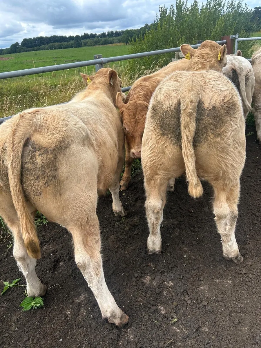 Kilcullen mart wed 6th Aug BULLS & Bullocks - Image 3