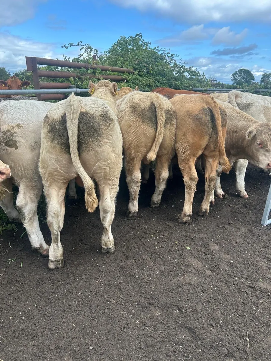 Kilcullen mart wed 6th Aug BULLS & Bullocks - Image 4