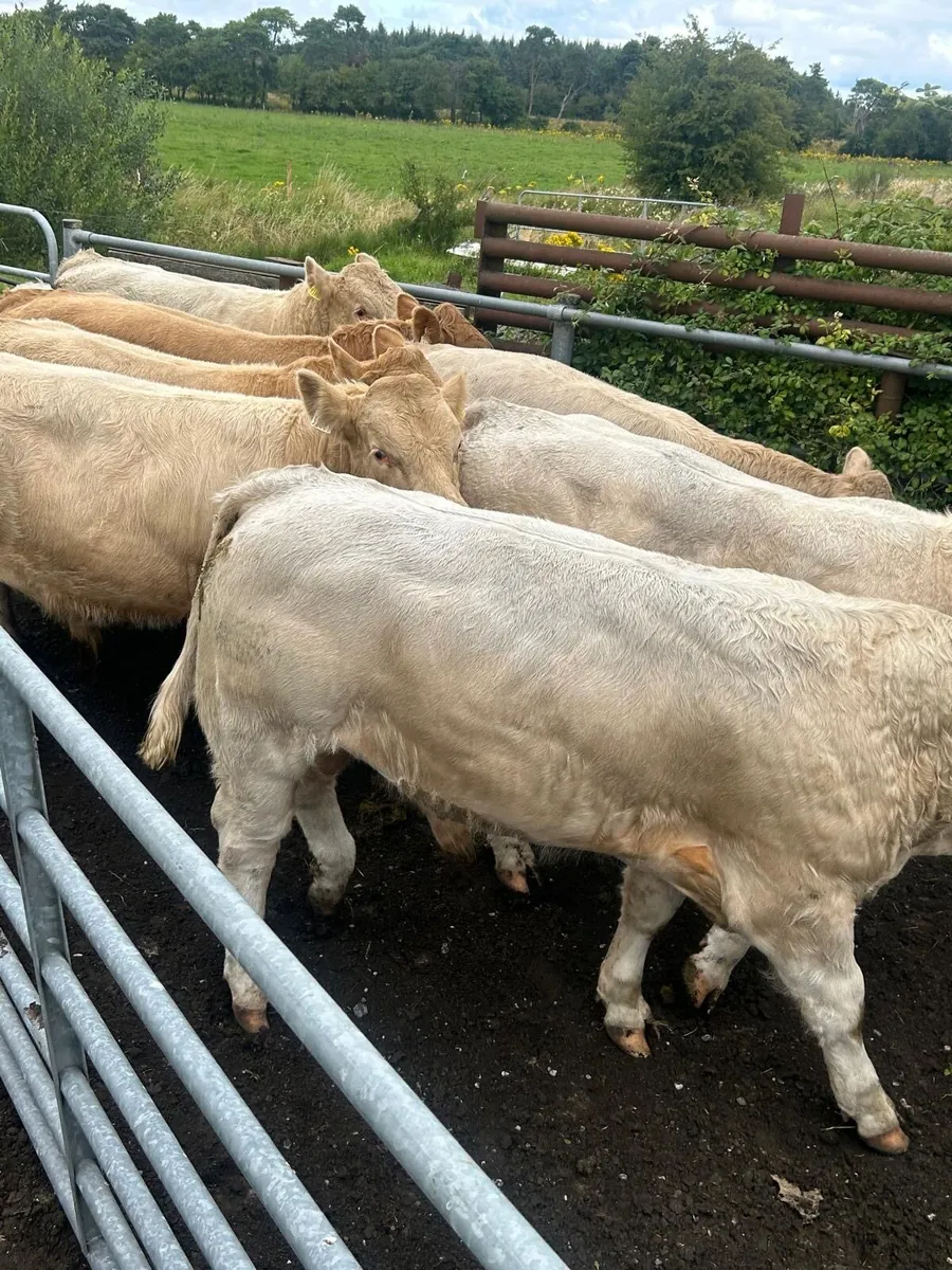 Kilcullen mart wed 6th Aug BULLS & Bullocks - Image 1