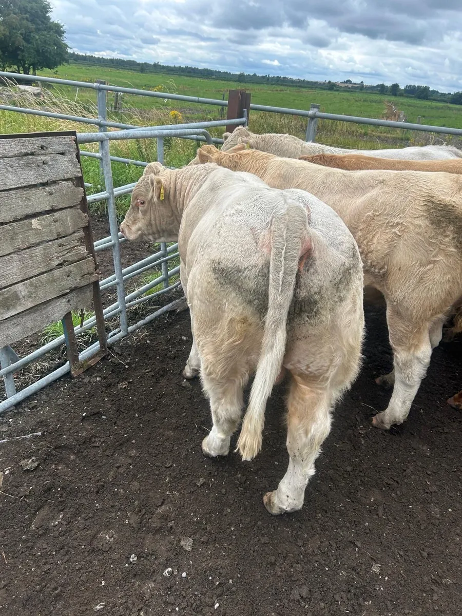 Kilcullen mart wed 6th Aug BULLS & Bullocks - Image 1
