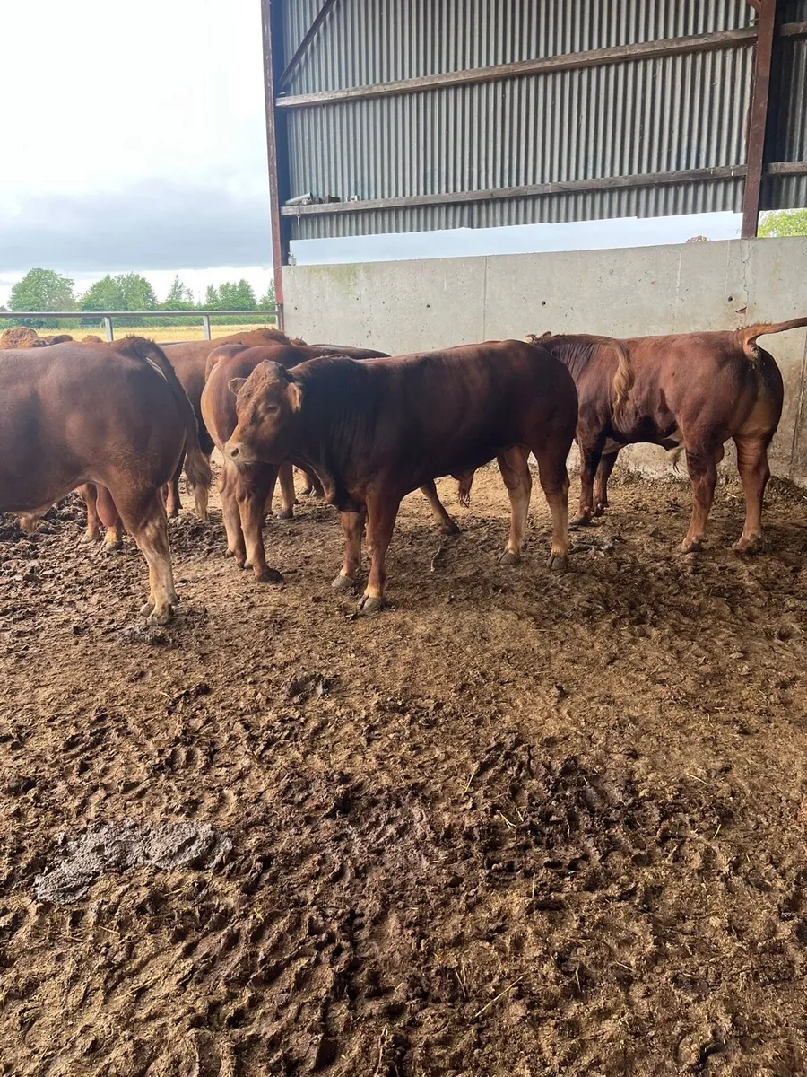 Kilcullen mart wed 6th Aug BULLS & Bullocks - Image 3