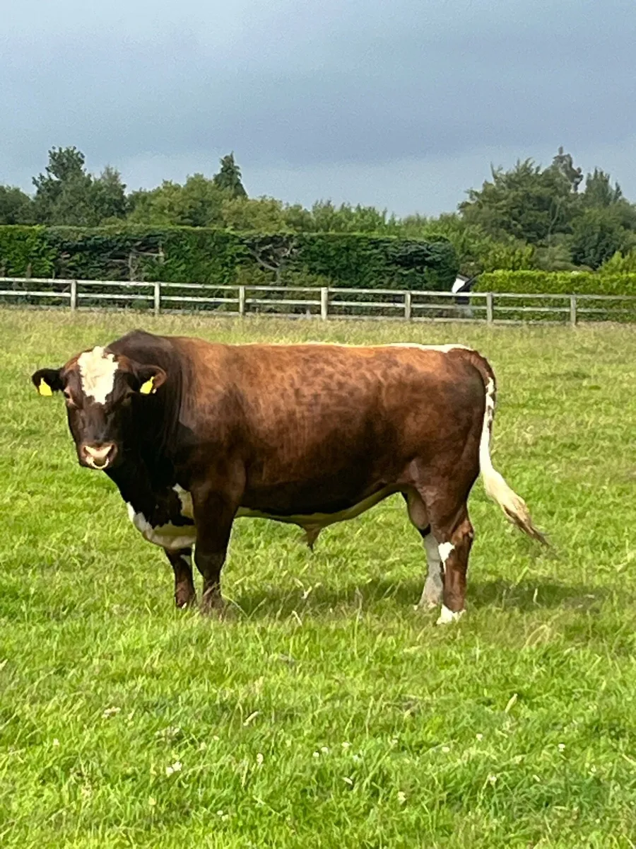 Irish Moiled Bull - Image 1