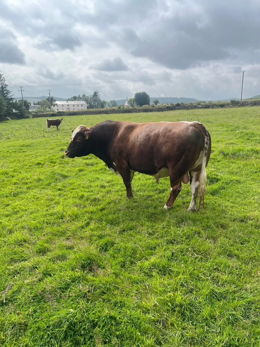 Irish Moiled Bull - Image 2