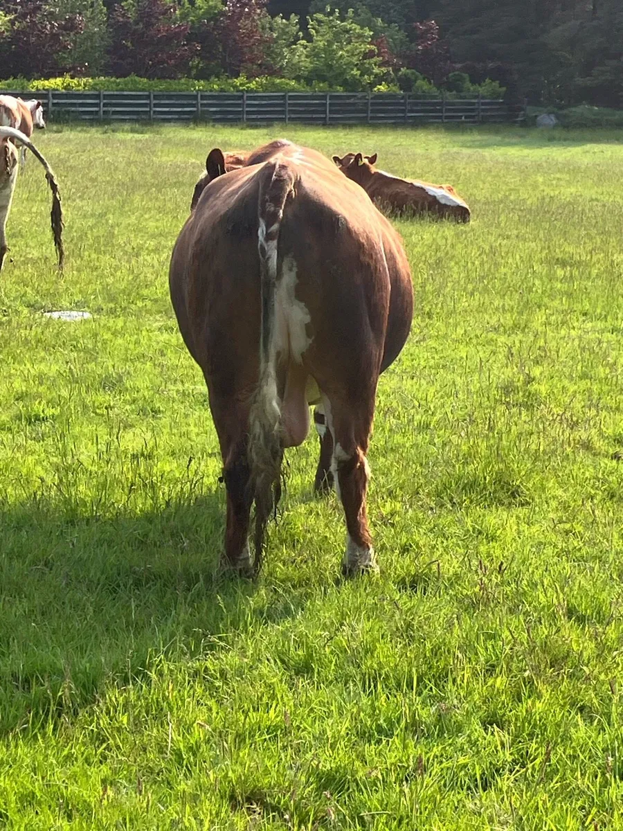 Irish Moiled Bull - Image 3