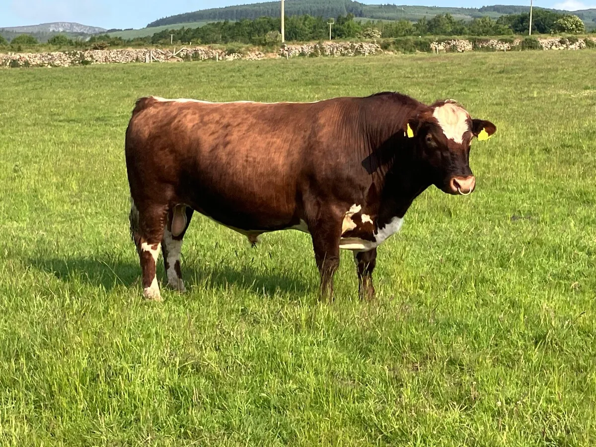 Irish Moiled Bull - Image 4