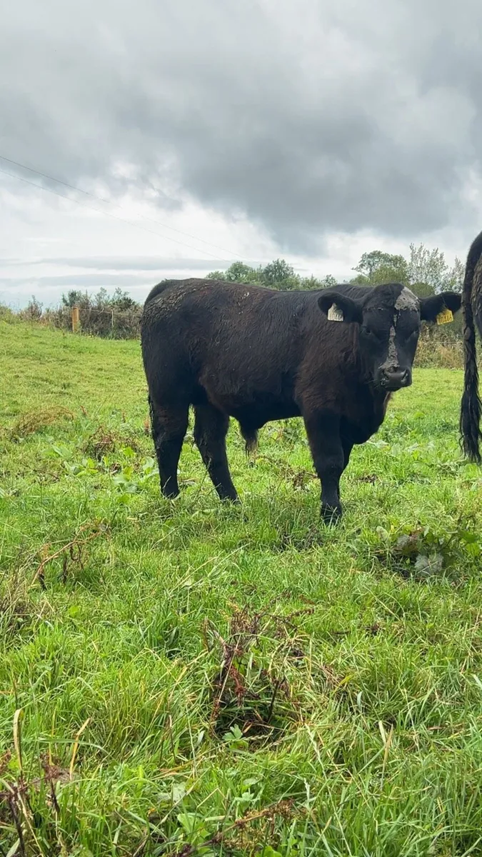 Angus bull weanlings - Image 1