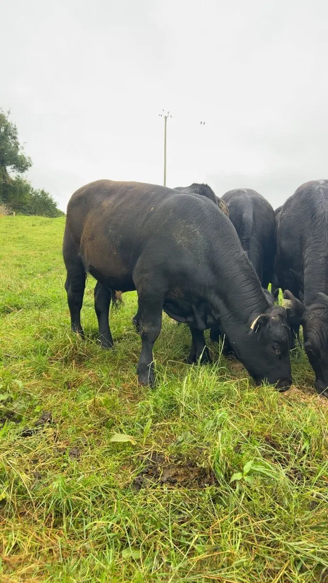 Angus bull weanlings - Image 2