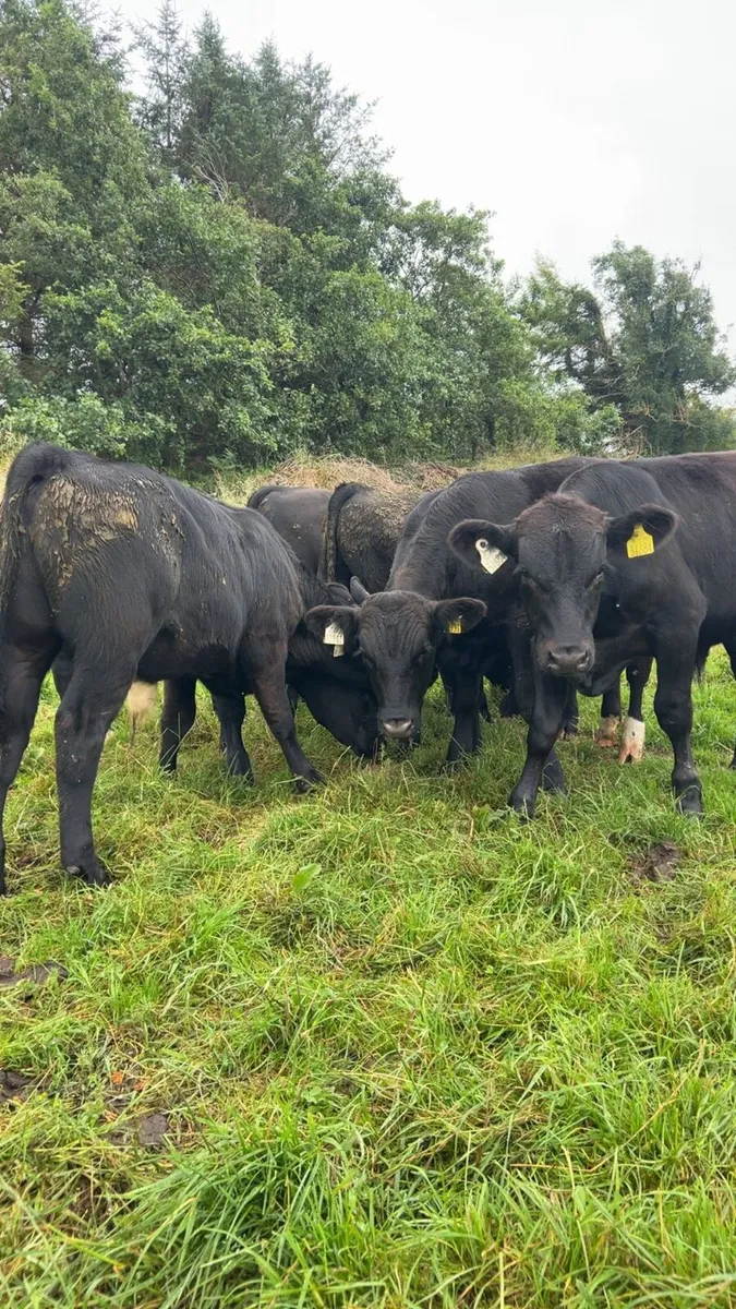 Angus bull weanlings - Image 3