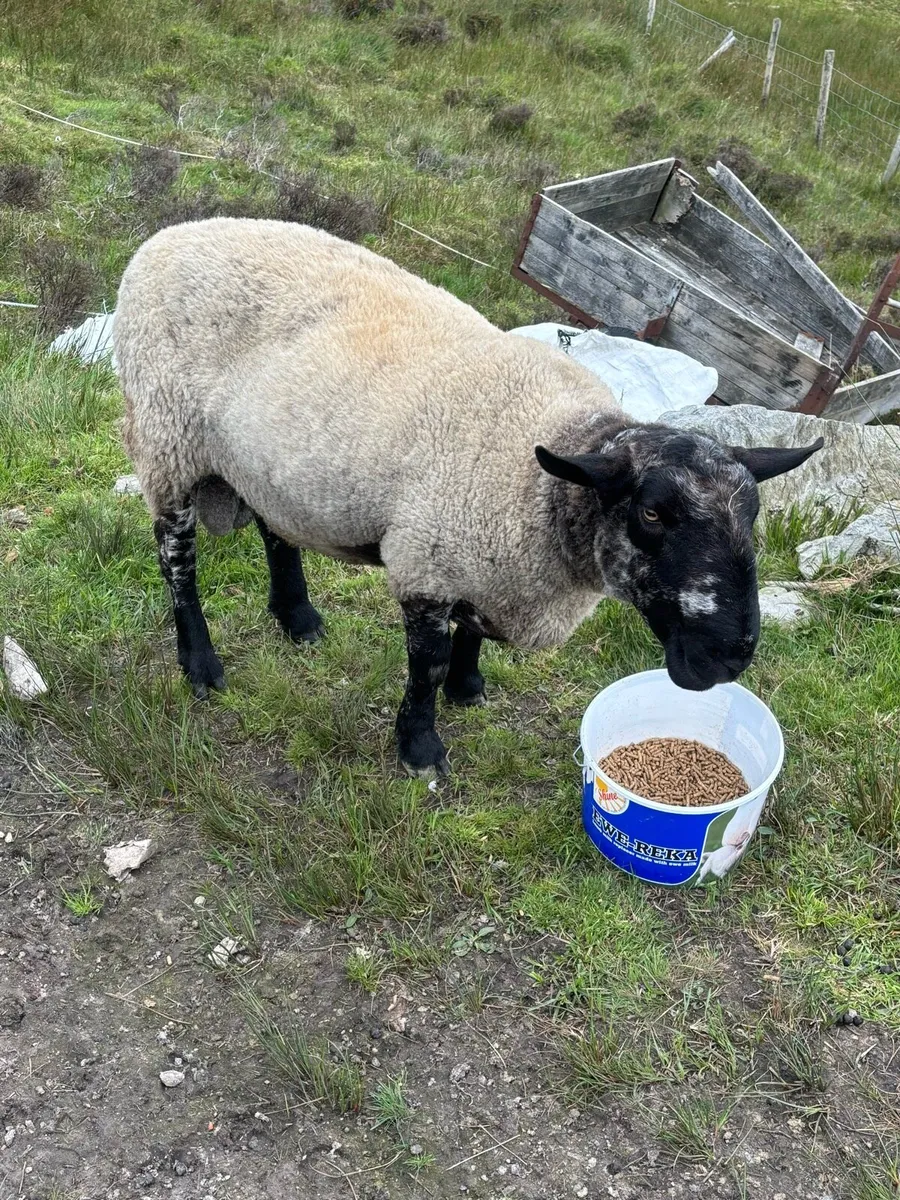 Milford ram - Image 1