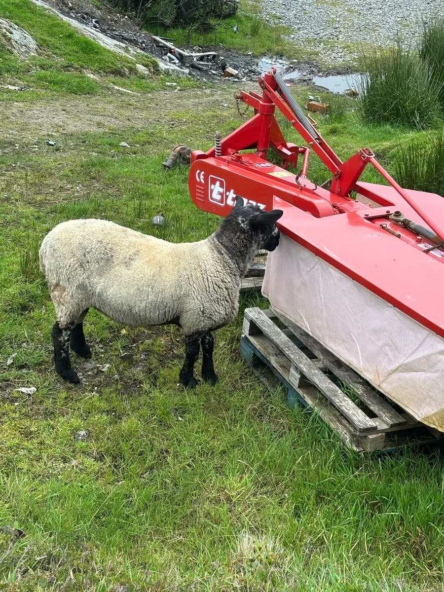 Milford ram - Image 2