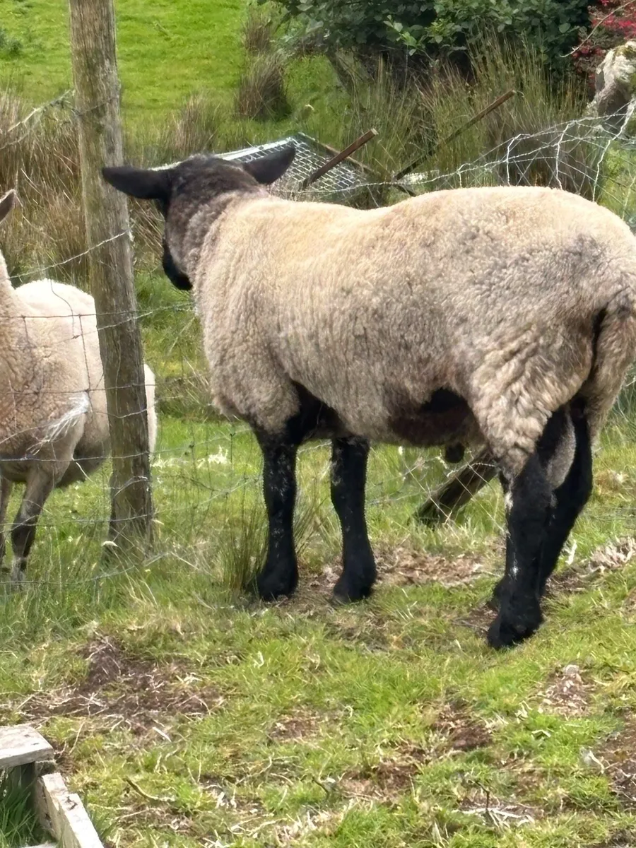 Milford ram - Image 3
