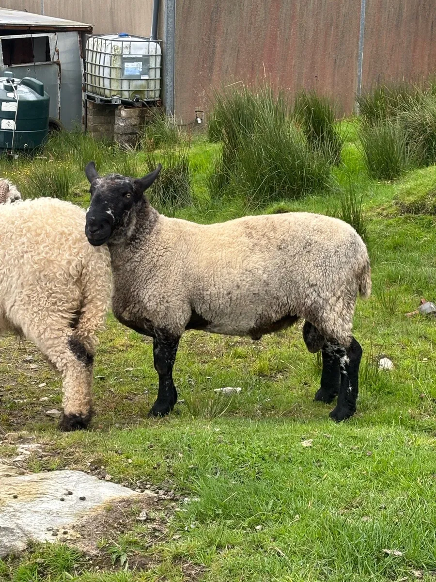 Milford ram - Image 4