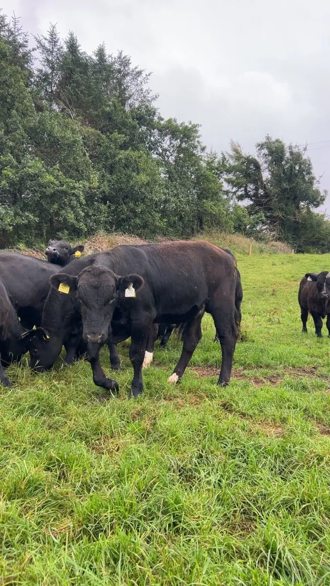 Angus bull weanlings - Image 4