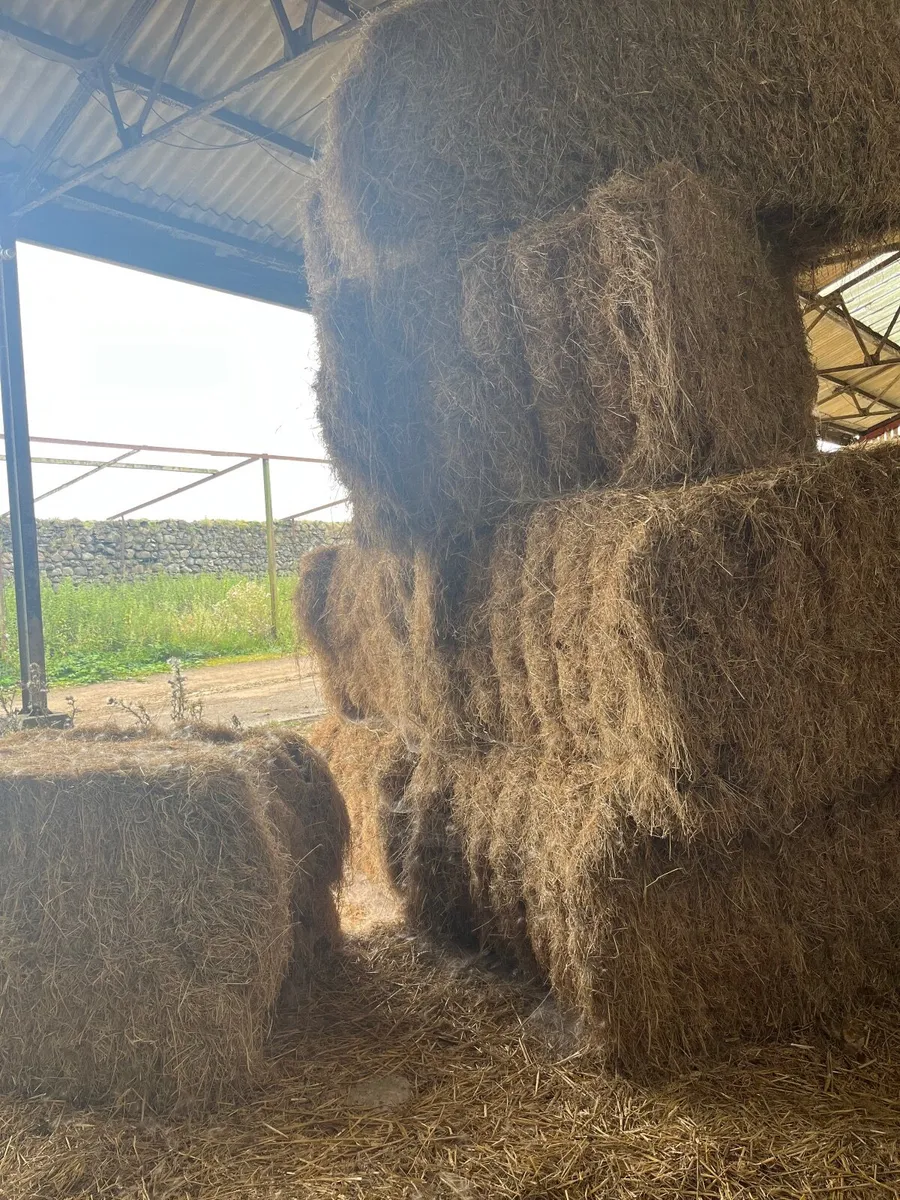 2024 big rectangular bales Hay - Image 1