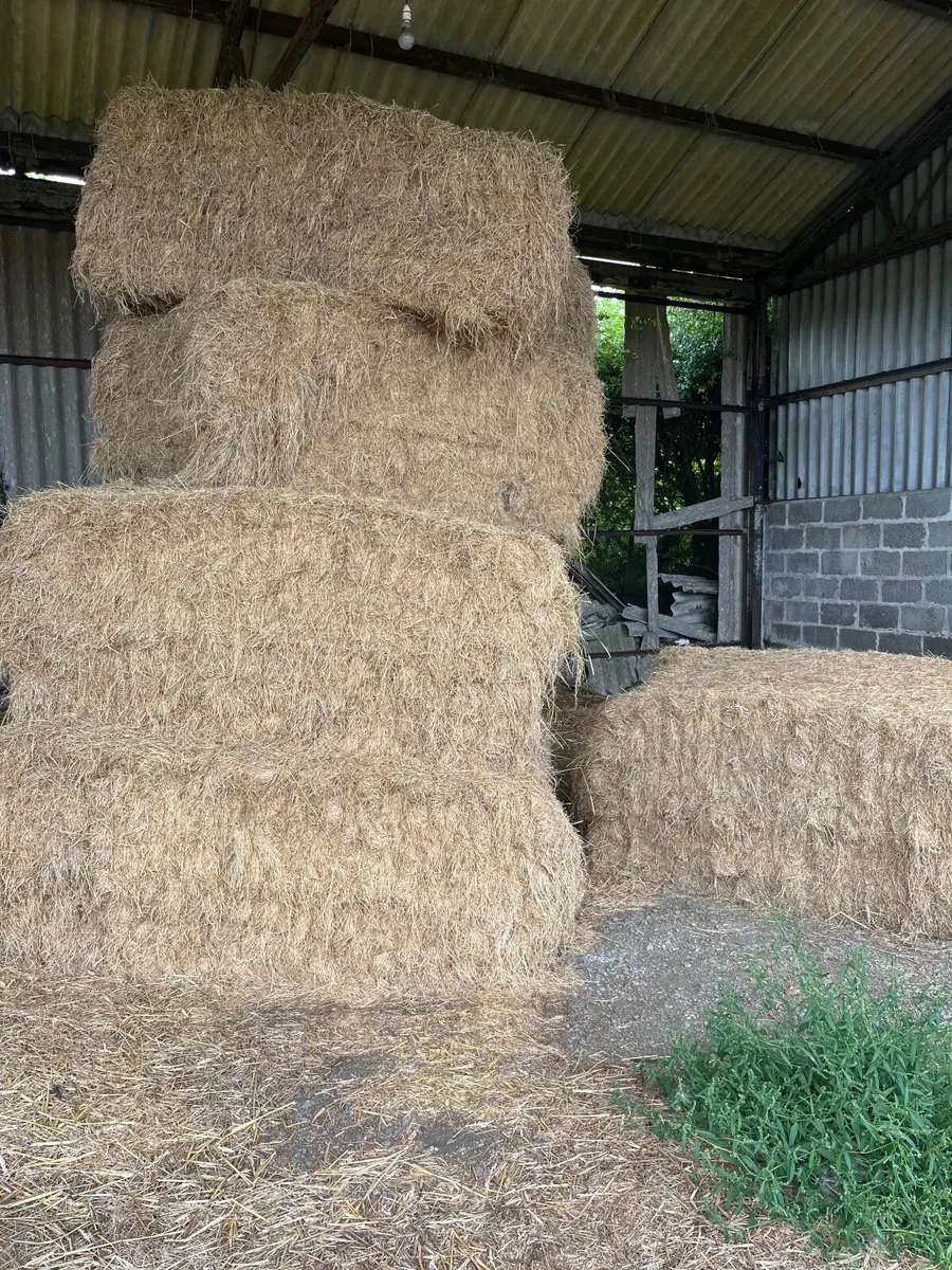 2024 big rectangular bales Hay - Image 2
