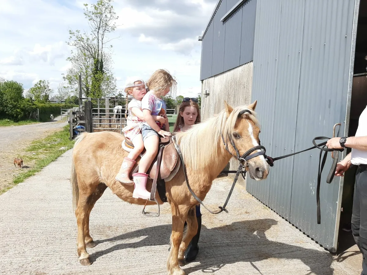 Pony - Image 1