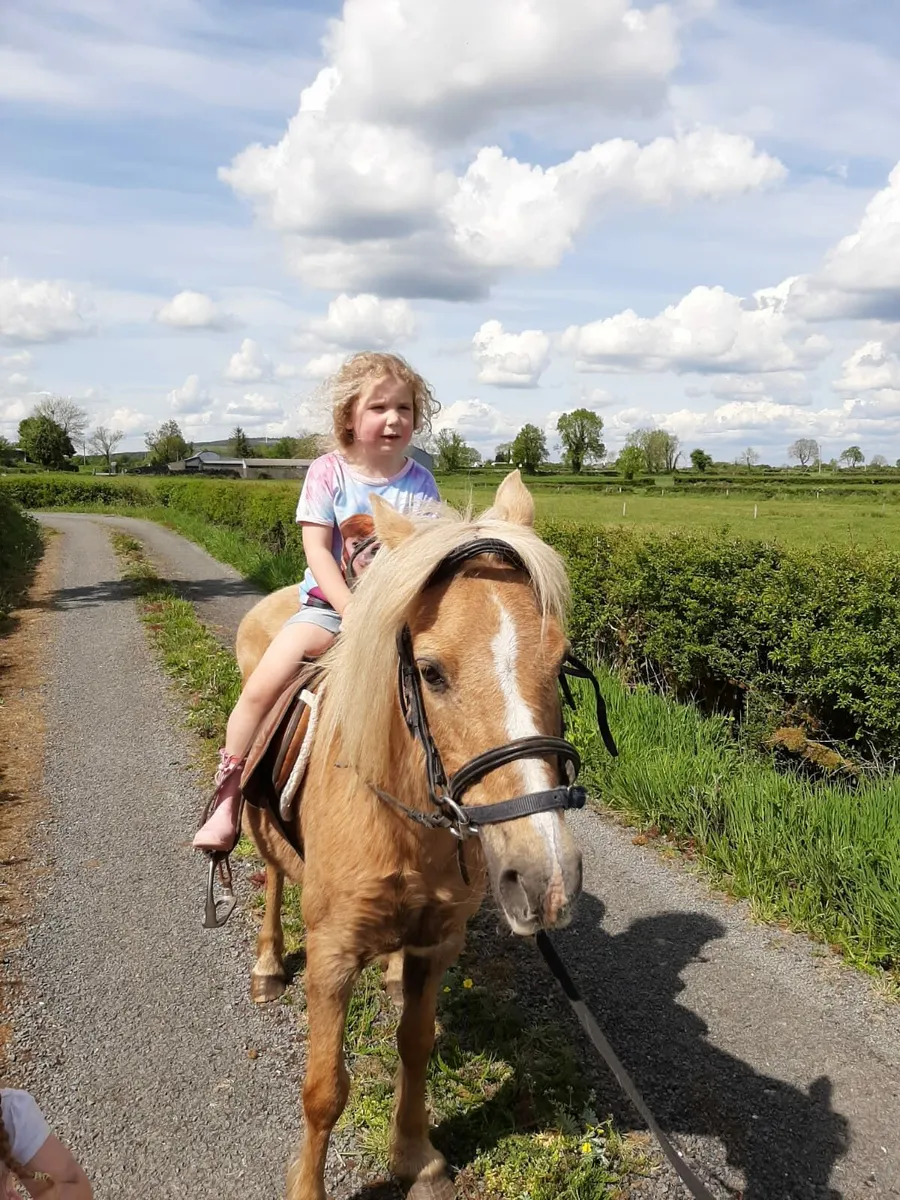 Pony - Image 2