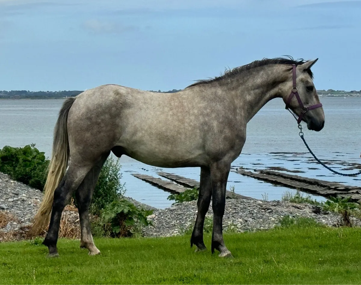 3yo gelding (Silver Shadow , Grange Bouncer) - Image 1