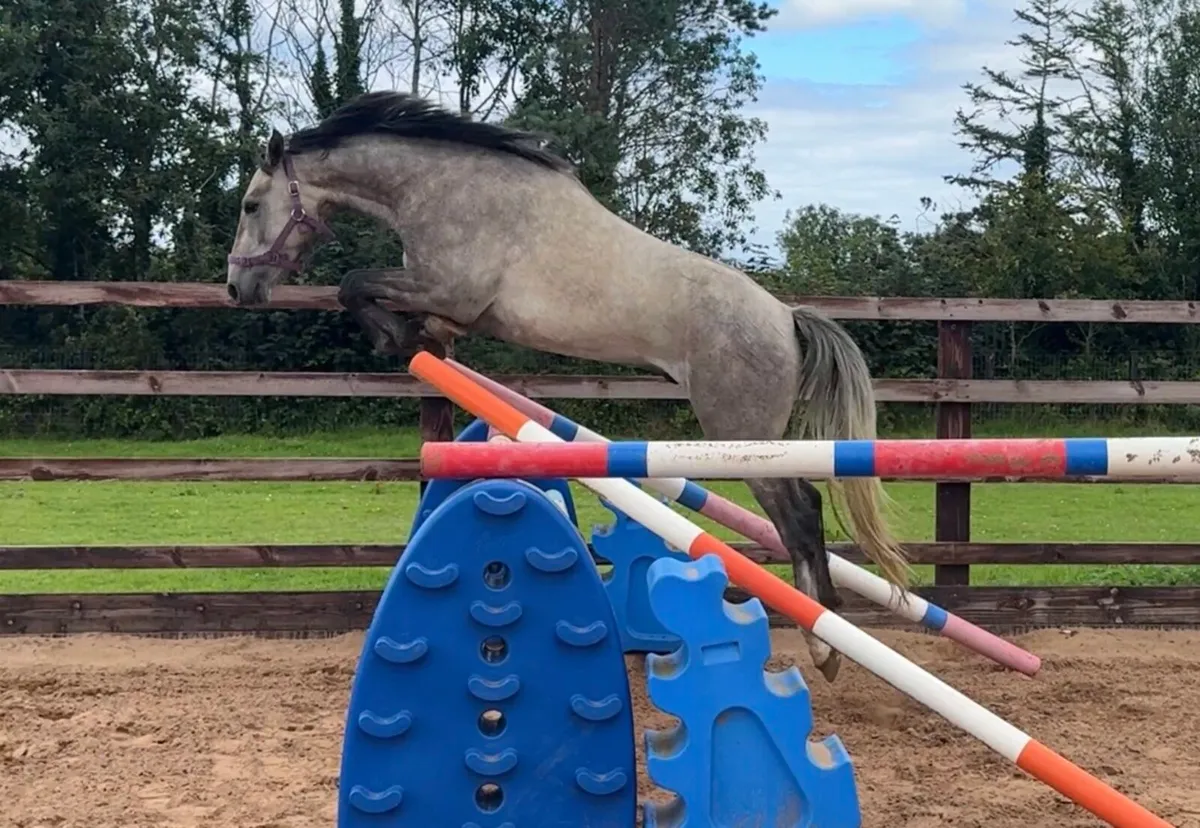 3yo gelding (Silver Shadow , Grange Bouncer) - Image 2