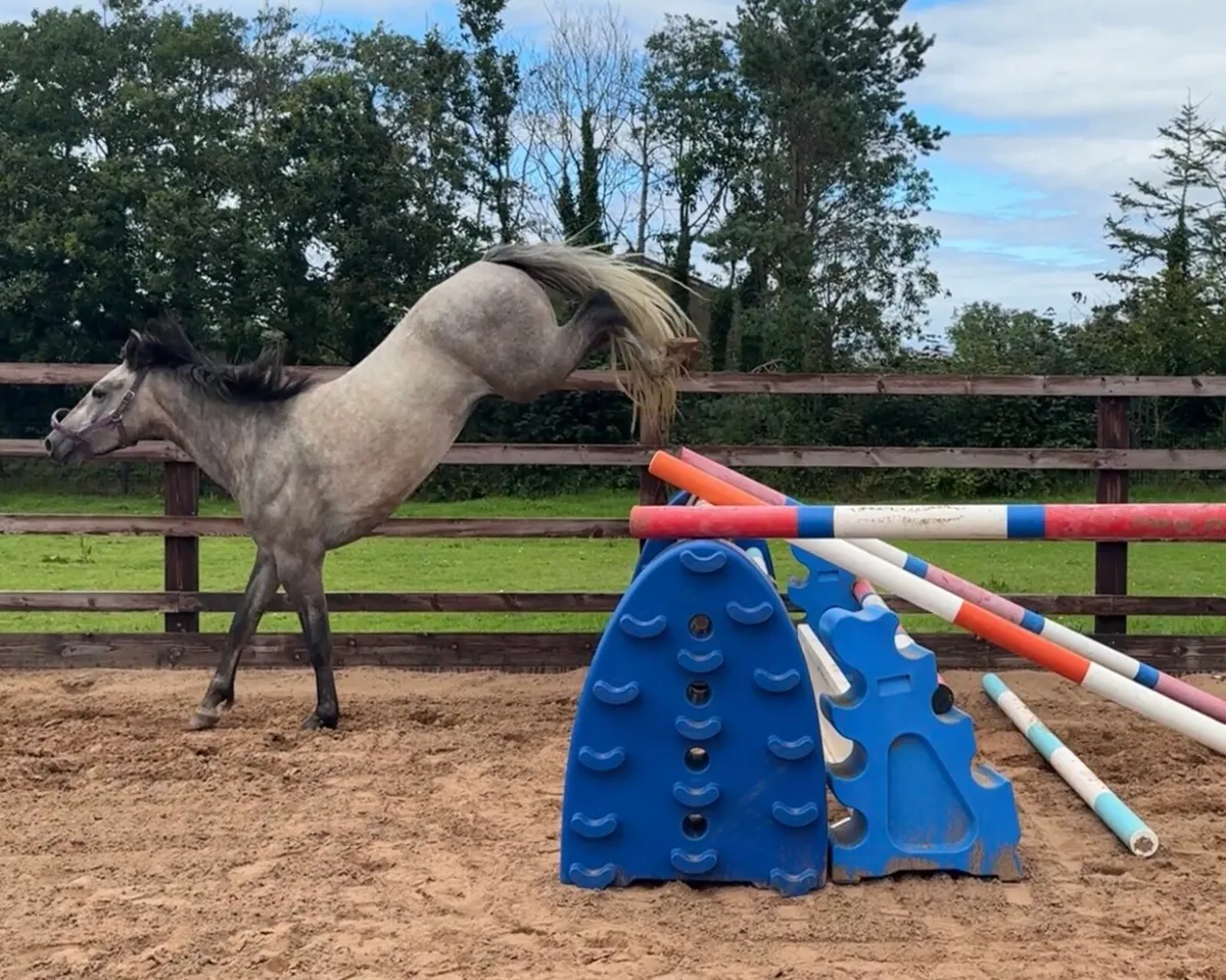 3yo gelding (Silver Shadow , Grange Bouncer) - Image 3