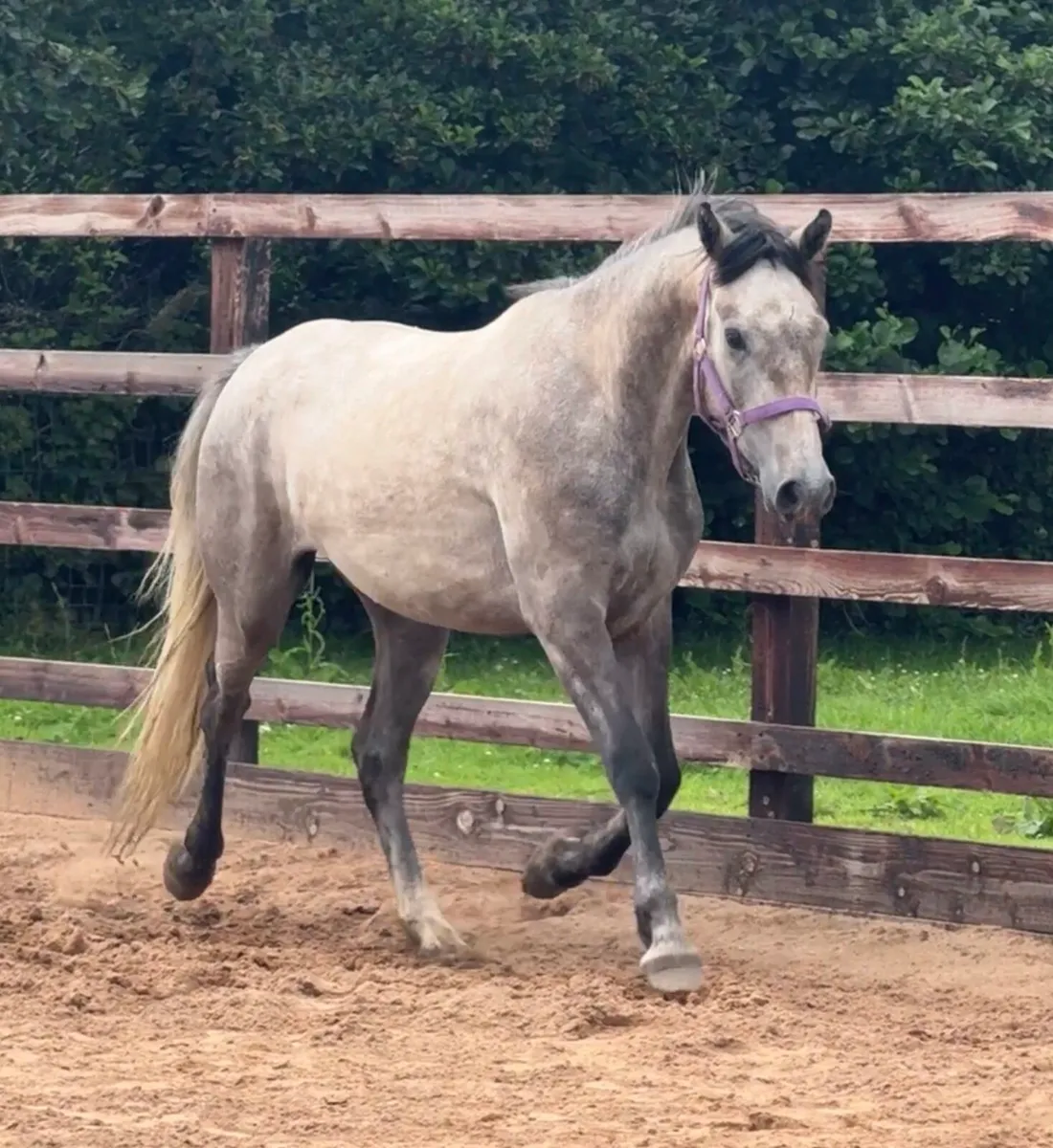 3yo gelding (Silver Shadow , Grange Bouncer) - Image 4