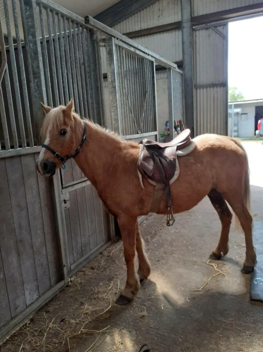 Pony - Image 3