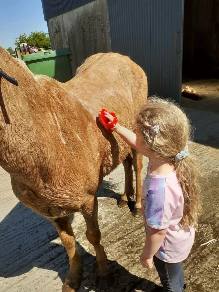 Pony - Image 4