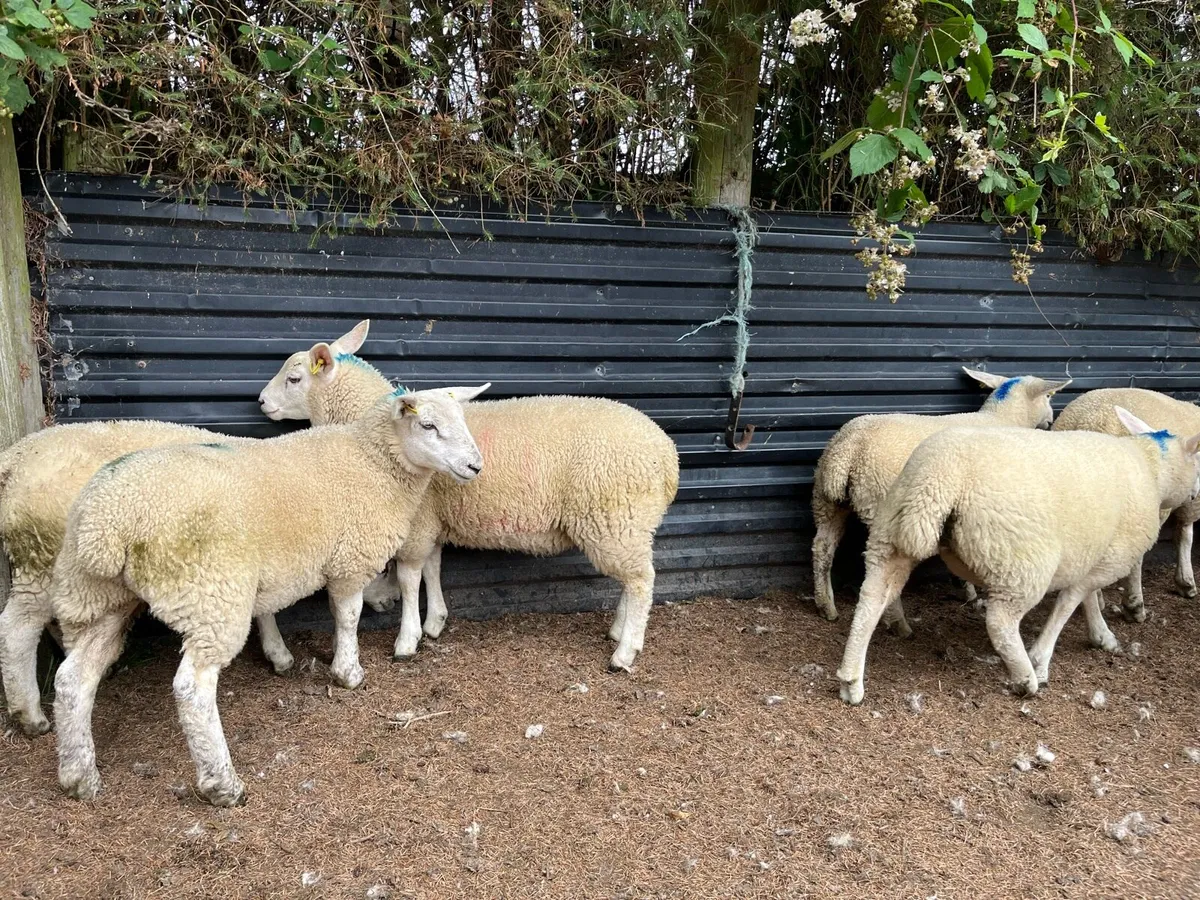 Texel cross ewe lambs (organic) - Image 2
