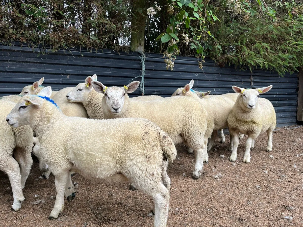 Texel cross ewe lambs (organic) - Image 1