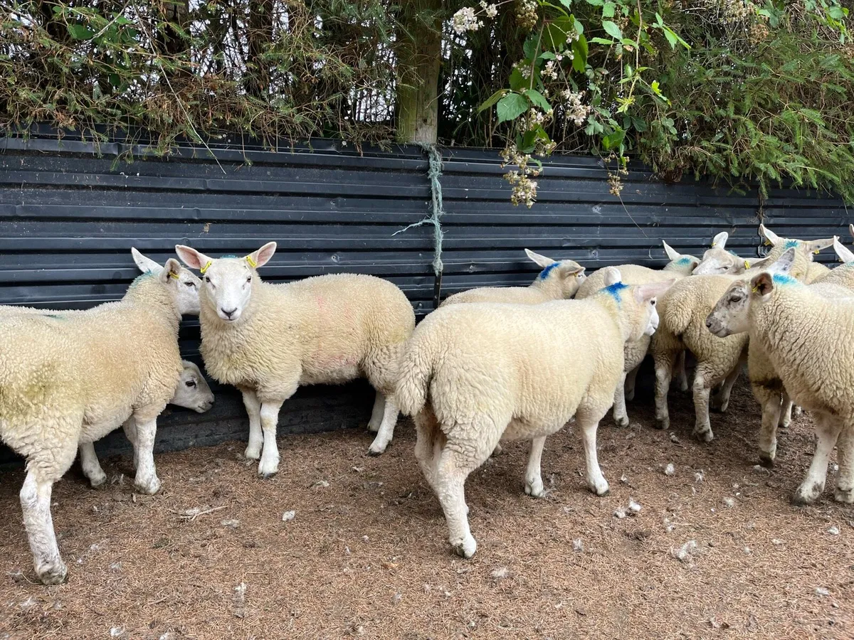 Texel cross ewe lambs (organic) - Image 3