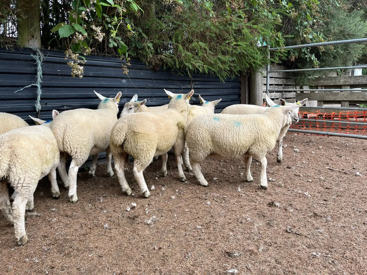Texel cross ewe lambs (organic) - Image 4