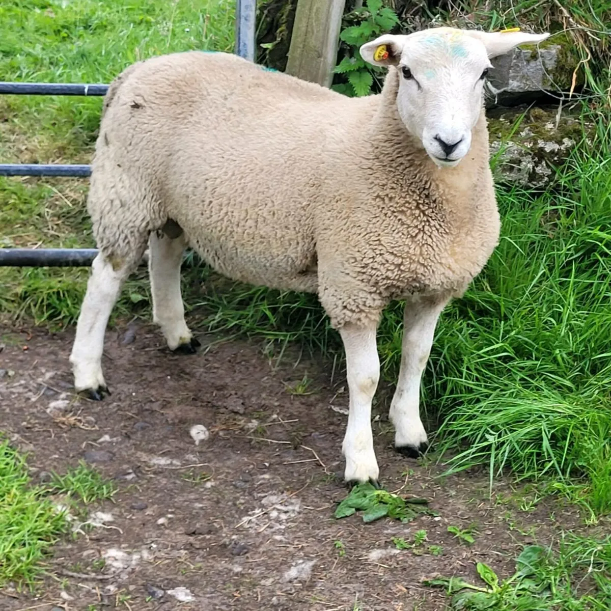 Lleyn ram lamb - Image 1