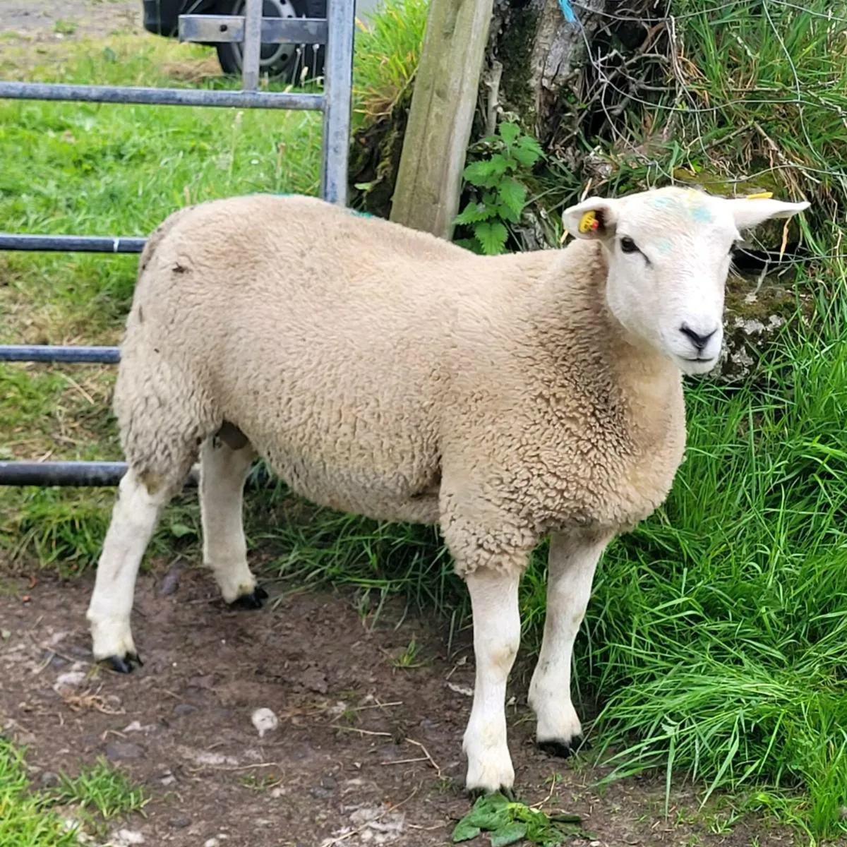 Lleyn ram lamb - Image 2