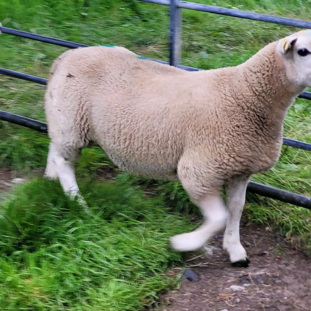Lleyn ram lamb - Image 3