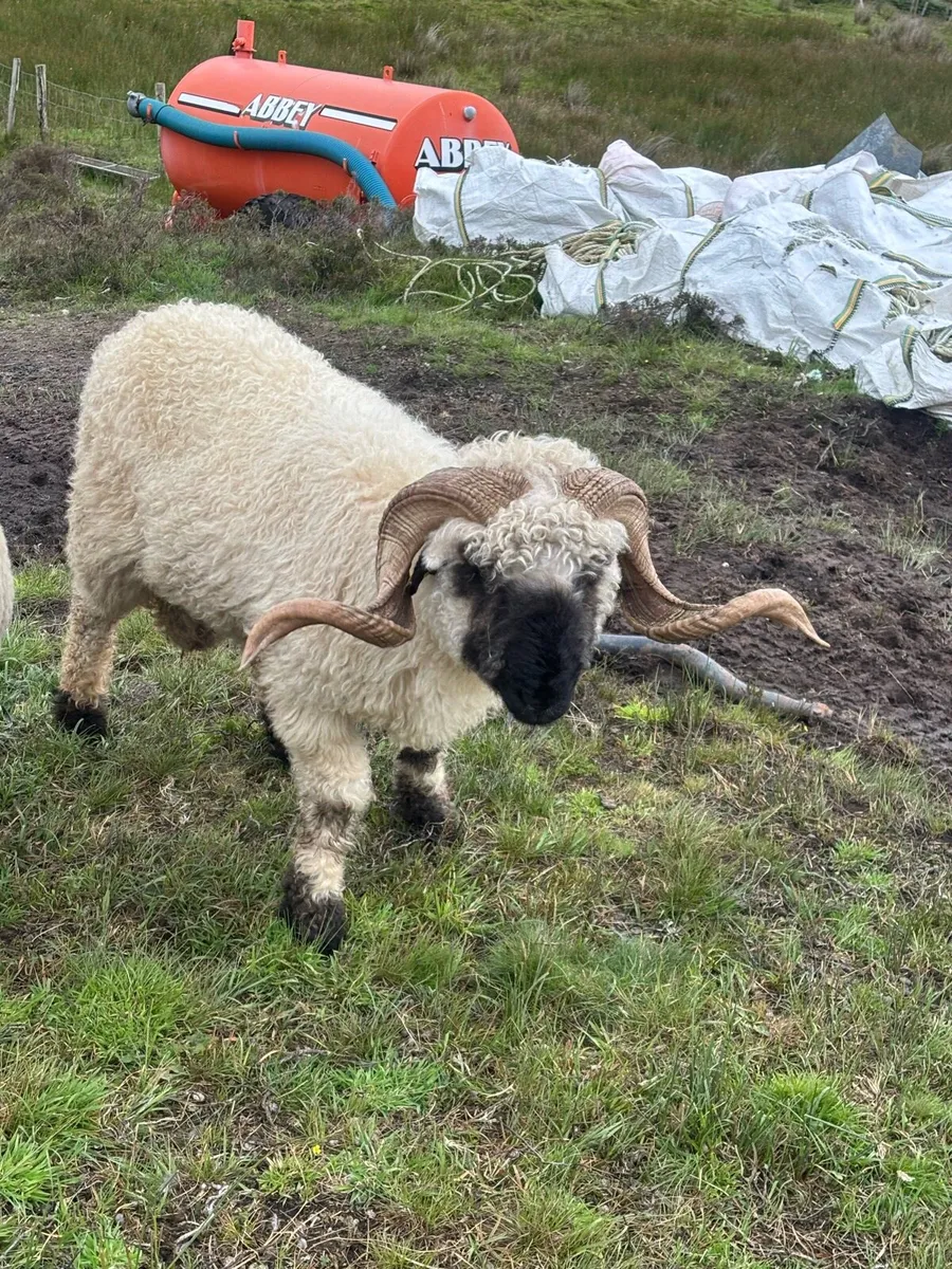 Valais black nose ram - Image 1