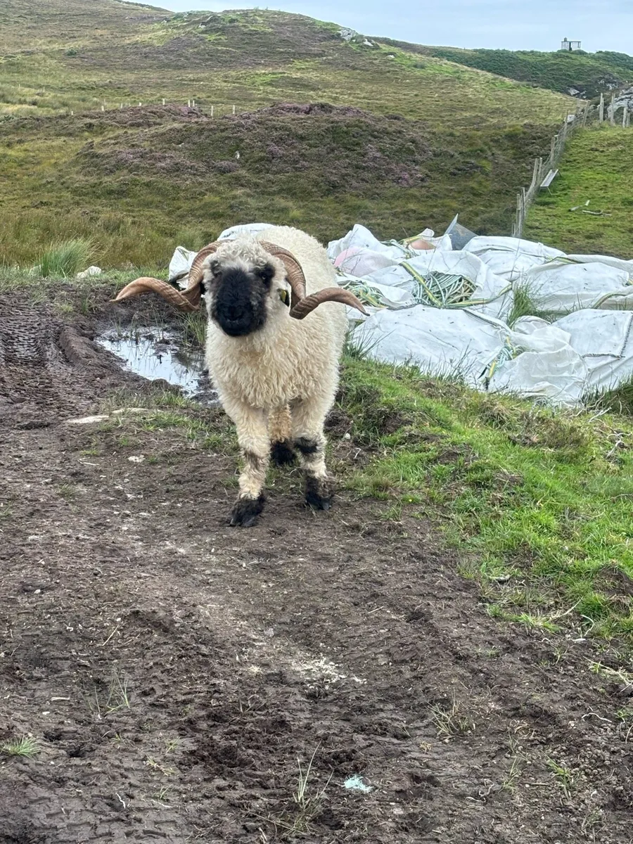 Valais black nose ram - Image 2