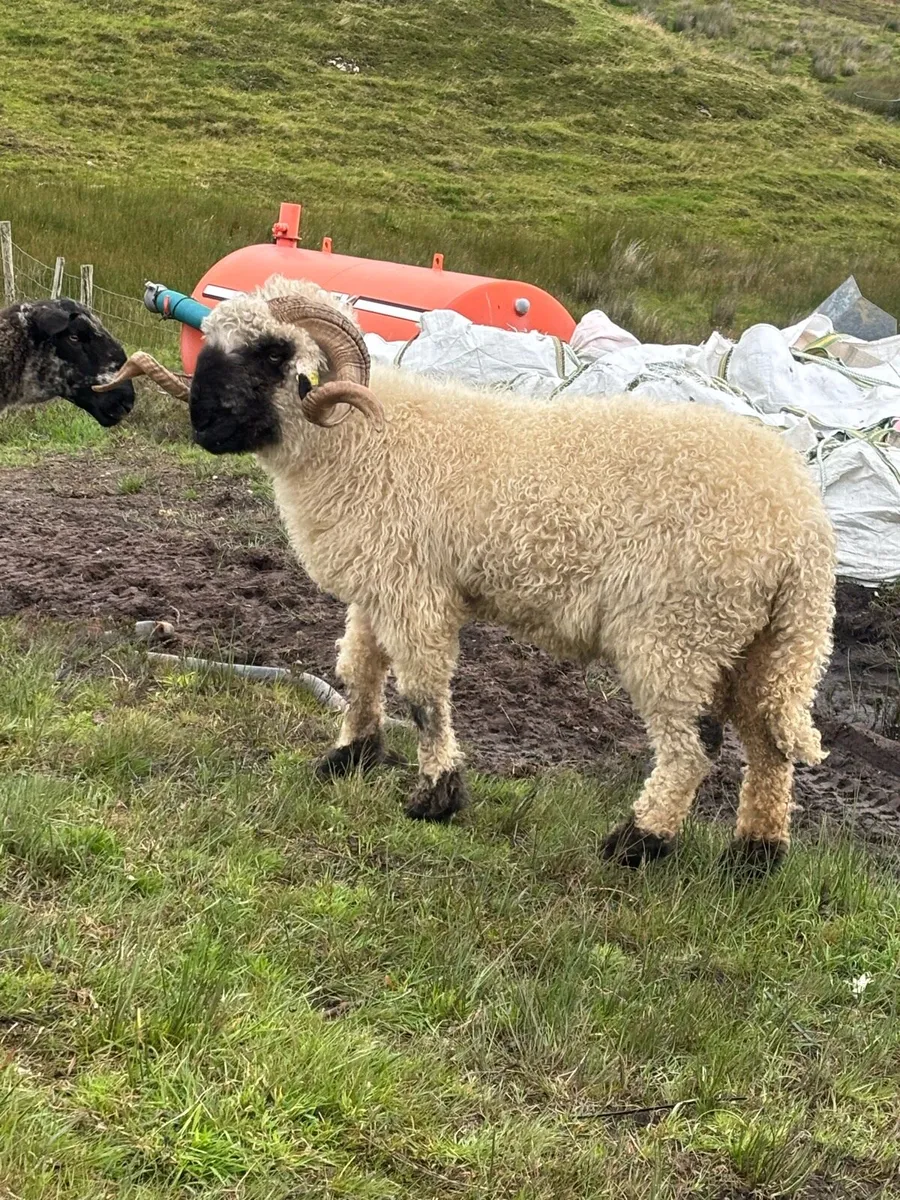 Valais black nose ram - Image 3