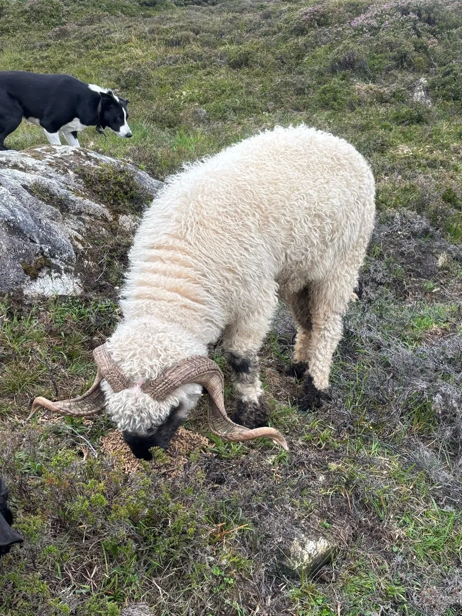 Valais black nose ram - Image 4