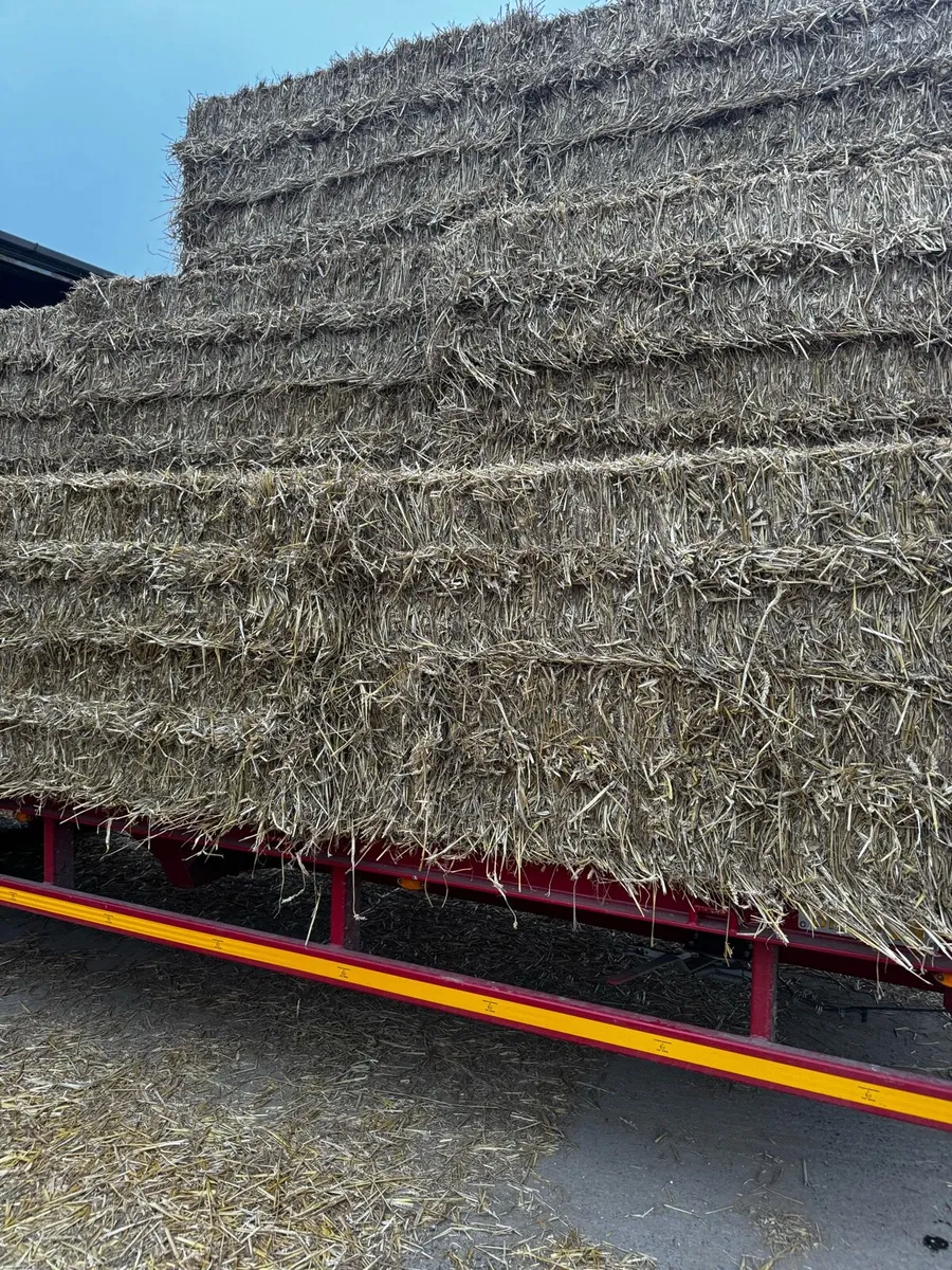 Wheaten Straw - Image 3