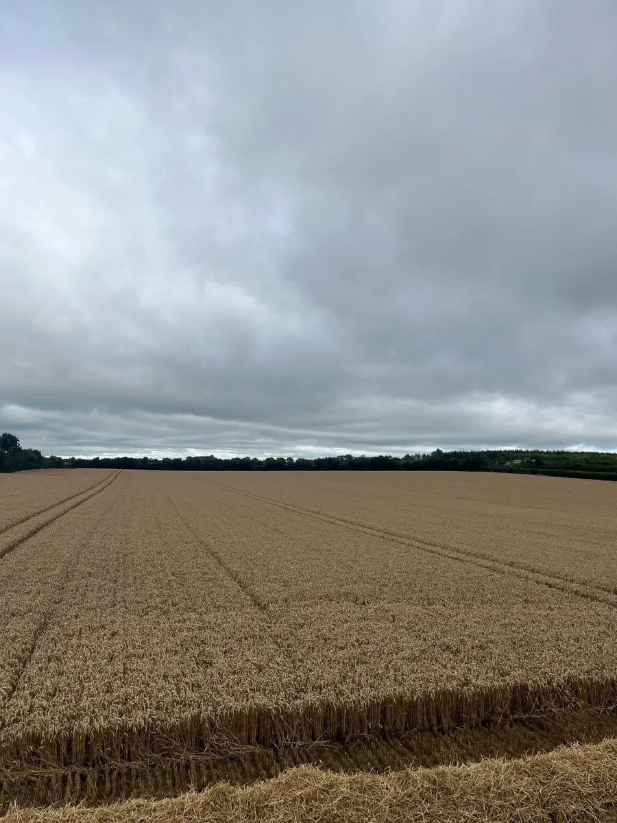 Winter wheat straw - Image 1