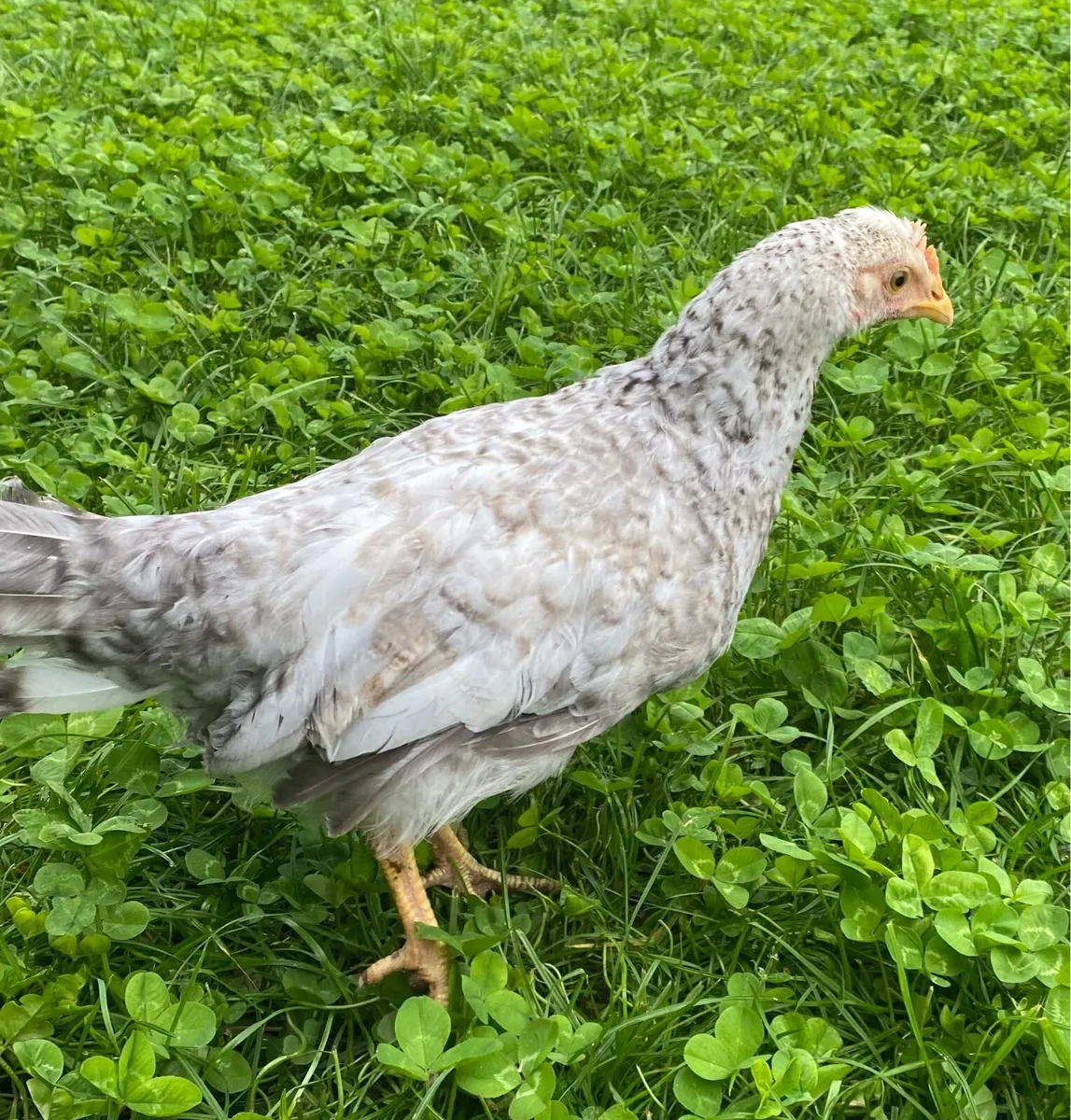 Pullets - Image 2
