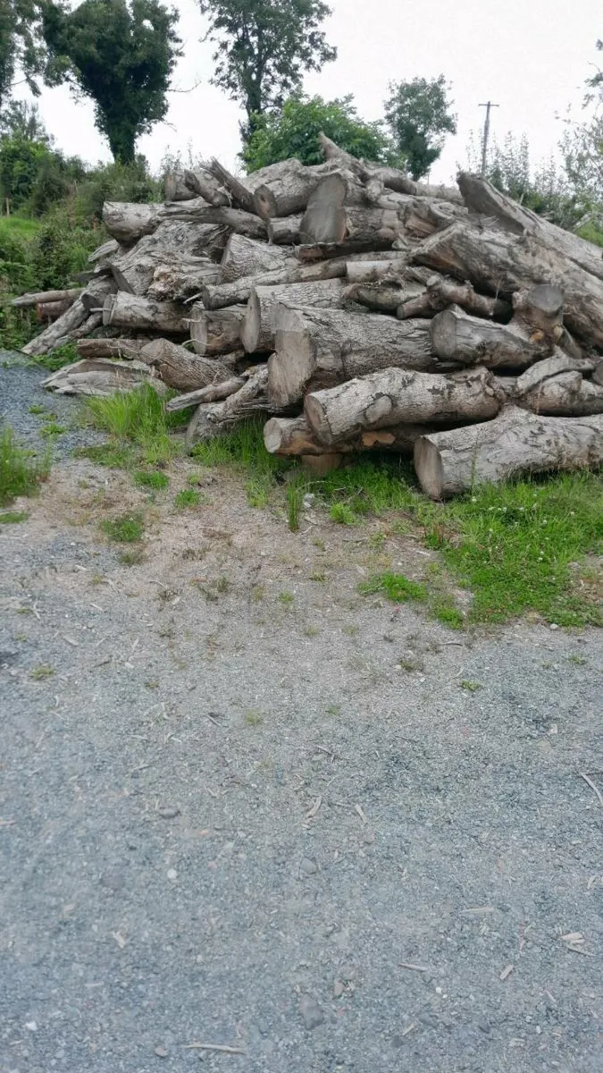 Firewood - Image 1