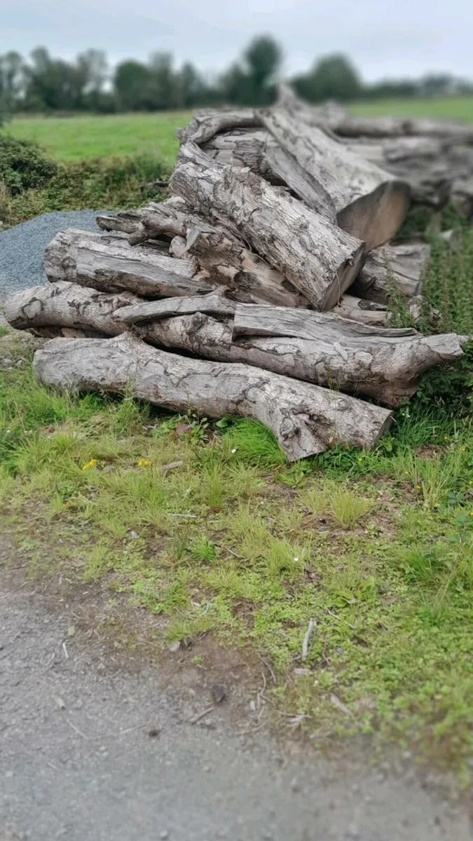 Firewood - Image 2