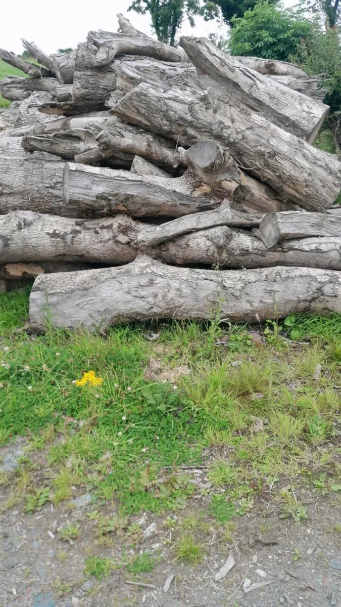 Firewood - Image 3