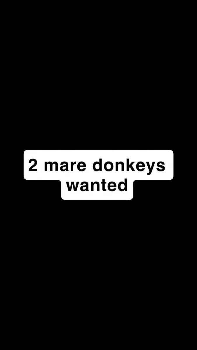 Mare donkey