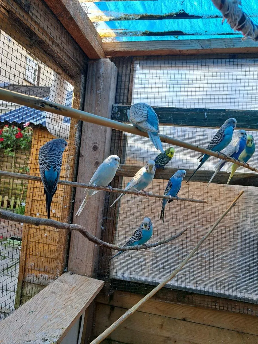 Budgies - Image 1