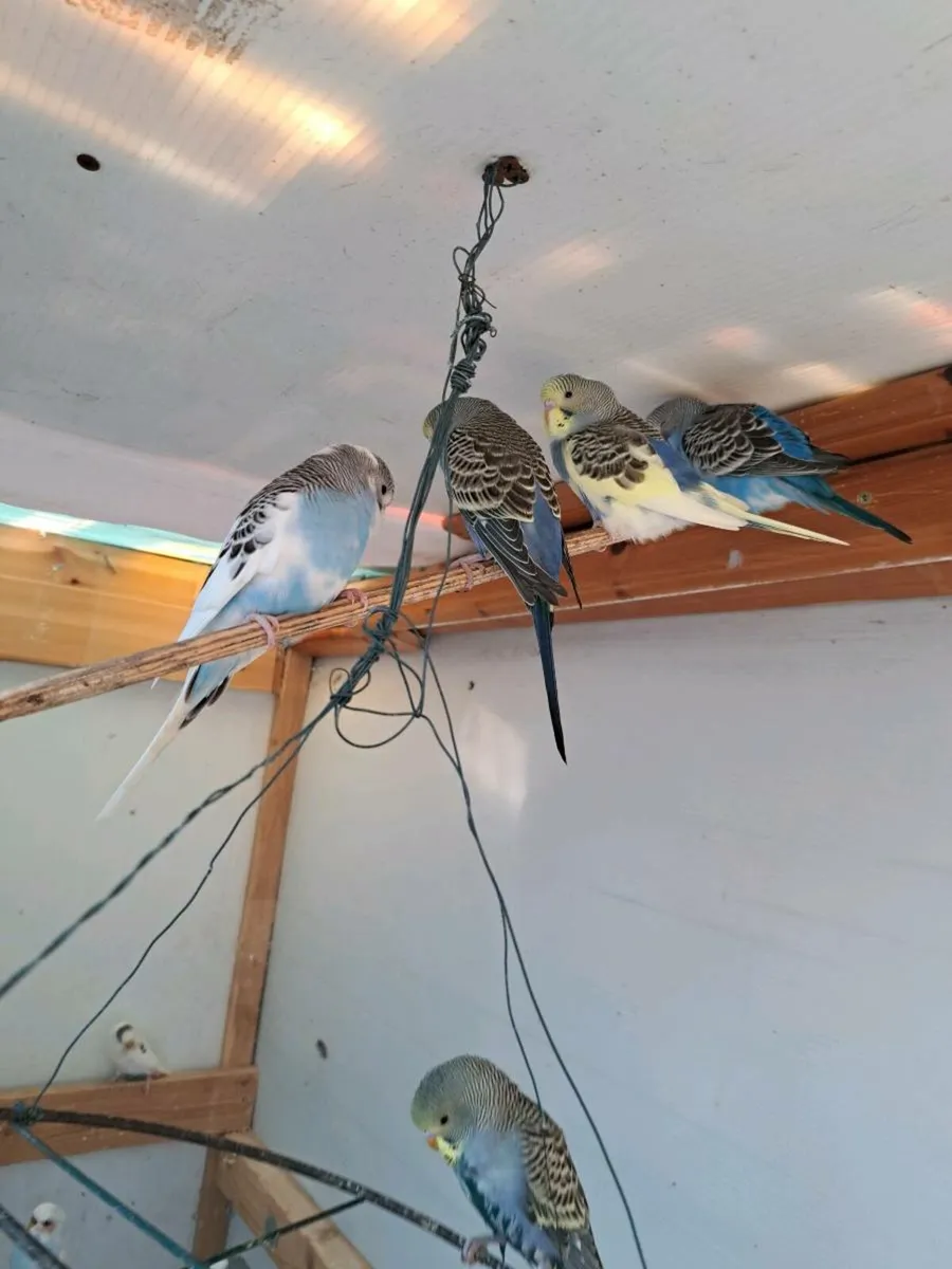Budgies - Image 2