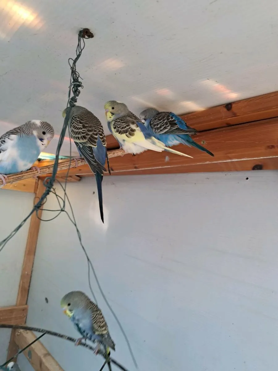 Budgies - Image 3