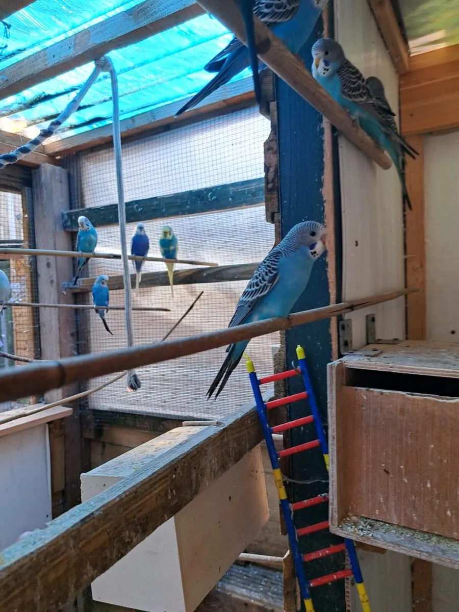 Budgies - Image 4