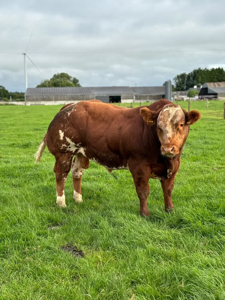 Super BB Bull Calves 🔥🔥 - Image 1
